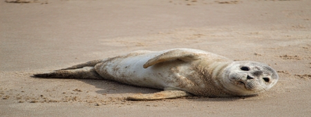 Zeehond op strand PdV 456x170